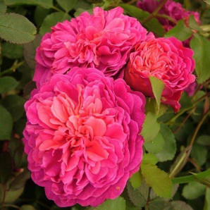 Саджанці троянд сорт Pink Ice (Рожевий Лед) Саджанці троянд сорт Pink Ice (Рожевий Лед)