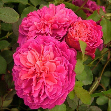 Саджанці троянд сорт Pink Ice (Рожевий Лед) Саджанці троянд сорт Pink Ice (Рожевий Лед)