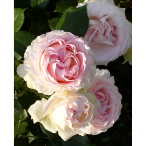 Саджанці троянд сорт Heart of Rose (Серце троянди) Саджанці троянд сорт Heart of Rose (Серце троянди)