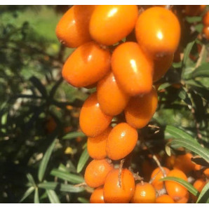 Саджанці обліпихи сорт Габего, 1 річні Саджанці обліпихи сорт Габего, 1 річні