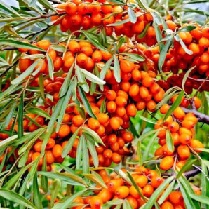 Саджанці обліпихи сорт Дора, 1 річні Саджанці обліпихи сорт Дора, 1 річні