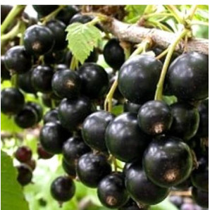 Смородина Красота Львова