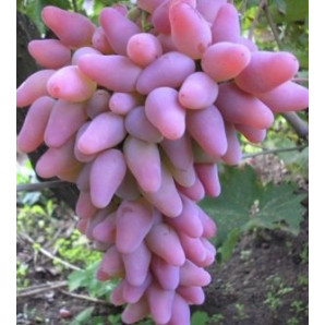 Виноград сорт Оригинал