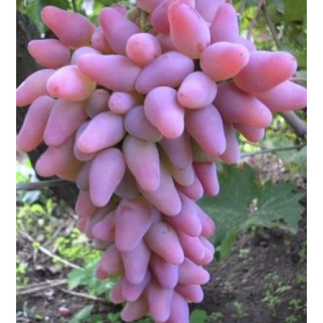 Виноград сорт Оригинал