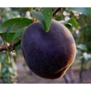 Абрикос сорт Черный принц Абрикос сорт Черный принц