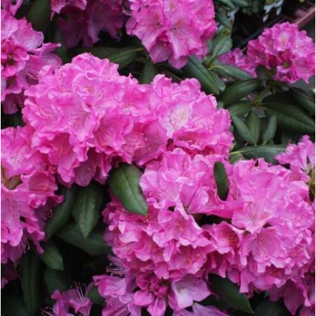 Рододендрон Roseum Elegans 1 летний, конт P9