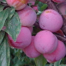 Алича (диплоїдна слива) сорт Формоза, підщепа алича