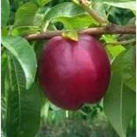 Нектарин сорт Ребус 028, подвой миндаль Нектарин сорт Ребус 028, подвой миндаль