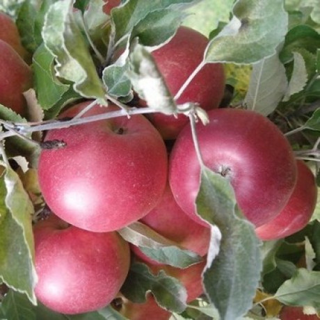 Яблуня зимова сорт Джонатан