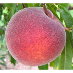Персик сорт PF 23, подвой маньчжурский персик Персик сорт PF 23, подвой маньчжурский персик