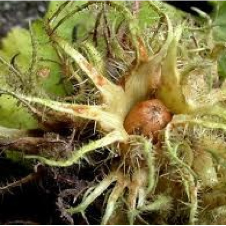 Ведмежий горіх 2 річний