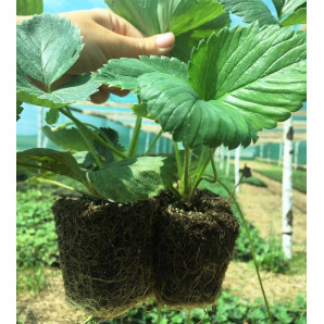 Клубника сорт Зенга Зенгана, в кассетах