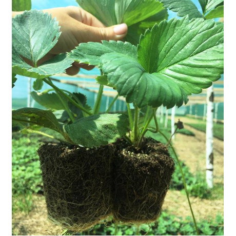 Клубника сорт Зенга Зенгана Клубника сорт Зенга Зенгана