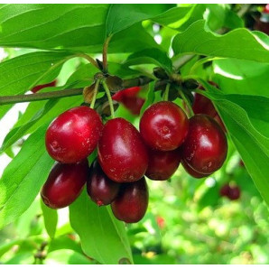 Кизил сорт Видубицький, 1 річний