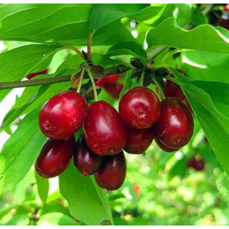 Кизил сорт Видубицький, 1 річний Кизил сорт Видубицький, 1 річний