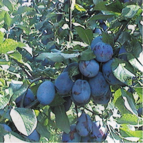 Саджанці сливи сорт Емпресс, підщепа алича