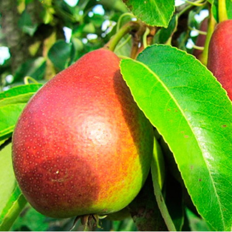 Саджанці груші літньої сорт Весільна, підщепа ВА-29