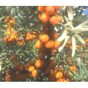 Саджанці обліпихи сорт Лейкора (Leikora), 2 річні жіноча Саджанці обліпихи сорт Лейкора (Leikora), 2 річні жіноча