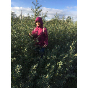 Саджанці обліпихи чоловічої (запильник) 2 річні, конт. 1.5 л