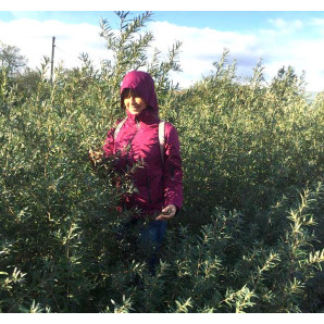 Саджанці обліпихи чоловічої (запилювач), 1 річні