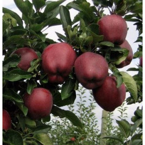 Яблуня літня сорт Кідс Оранж Ред