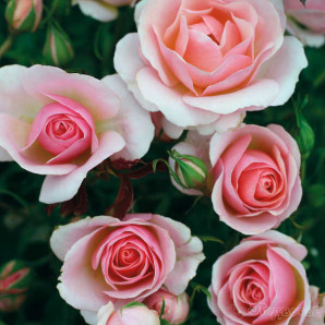 Саджанці троянд сорт Пінк Шампейн Саджанці троянд сорт Пінк Шампейн