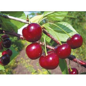 Вишня сорт Гріот Подбельський, підщепа магалєпка Вишня сорт Гріот Подбельський, підщепа магалєпка