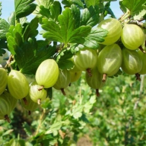 Крыжовник  сорт Мукуринес 2 сорт, полуупакованный