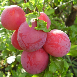 Алича (диплоїдна слива) сорт Старкінг Делішес, підщепа алича