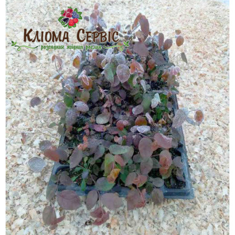 Лохина сорт Река, в касетах 3 міс h 15-20 см