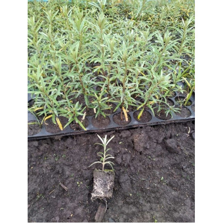 Садженці обліпихи, сорт Лейкора в касетах