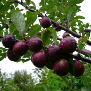 Сливово-вишневый гибрид, подвой алыча Сливово-вишневый гибрид, подвой алыча