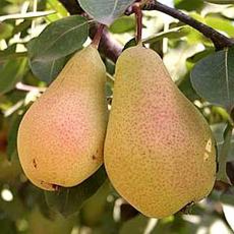 Саженцы груши сорт Дельбараю RX (Снежинка), подвой ВА 29