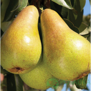 Саджанці груші зимової сорт Конкорд, підщепа ВА-29 Саджанці груші зимової сорт Конкорд, підщепа ВА-29