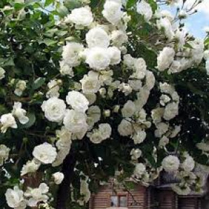 Саджанці троянд сорт Свані Саджанці троянд сорт Свані