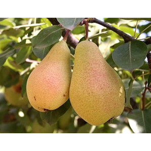 Саженцы груши зимней сорт Львовский Сувенир, подвой ВА-29