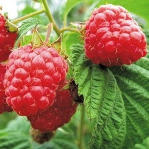 Саженцы малины сорт Бриллиантовая