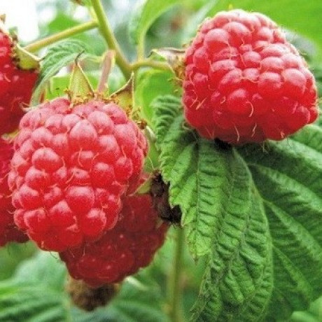 Саженцы малины сорт Бриллиантовая