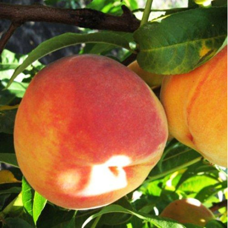 Персик сорт Редхейвен (среднего срока созревания)