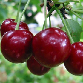 Вишня сорт Эрди Ботермо, подвой магалепка