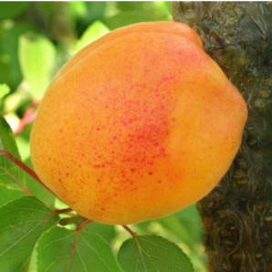 Абрикос сорт Джумбо Кот, подвой алыча Абрикос сорт Джумбо Кот, подвой алыча