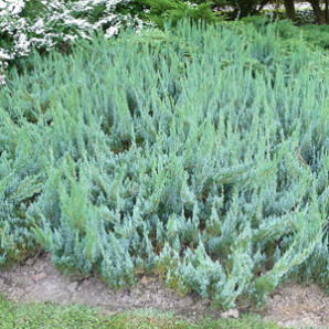 Ялівець горизонтальний Alpina 3 л Ялівець горизонтальний Alpina 3 л