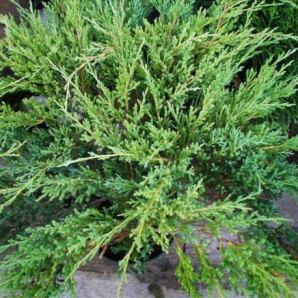 Ялівець горизонтальний Andorra Compact горшок 3 л. Ялівець горизонтальний Andorra Compact горшок 3 л.