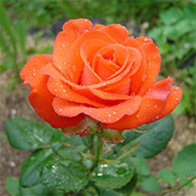 Саженцы роз сорт Angelique (Анжелика) Саженцы роз сорт Angelique (Анжелика)