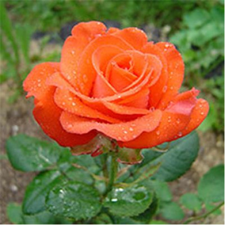 Саженцы роз Angelique