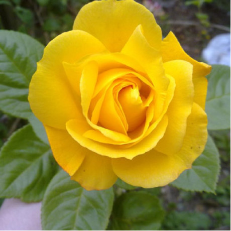 Саджанці троянд сорт Arthur Bell (Артур Белл)