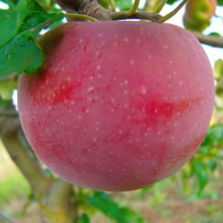 Яблуня зимова сорт Аскольда