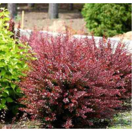 Барбарис Atropurpurea Nana