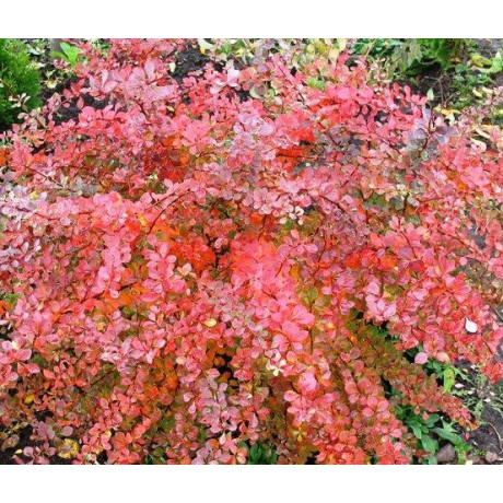 Барбарис Atropurpurea