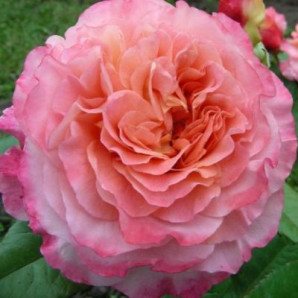 Саджанці троянд сорт Augusta-Louise (Августа Луїза) Саджанці троянд сорт Augusta-Louise (Августа Луїза)